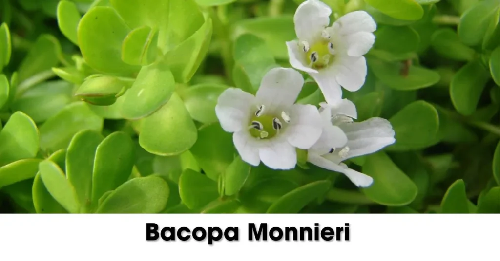 Bacopa Monnieri is natural remedies for memory loss in menopause.
