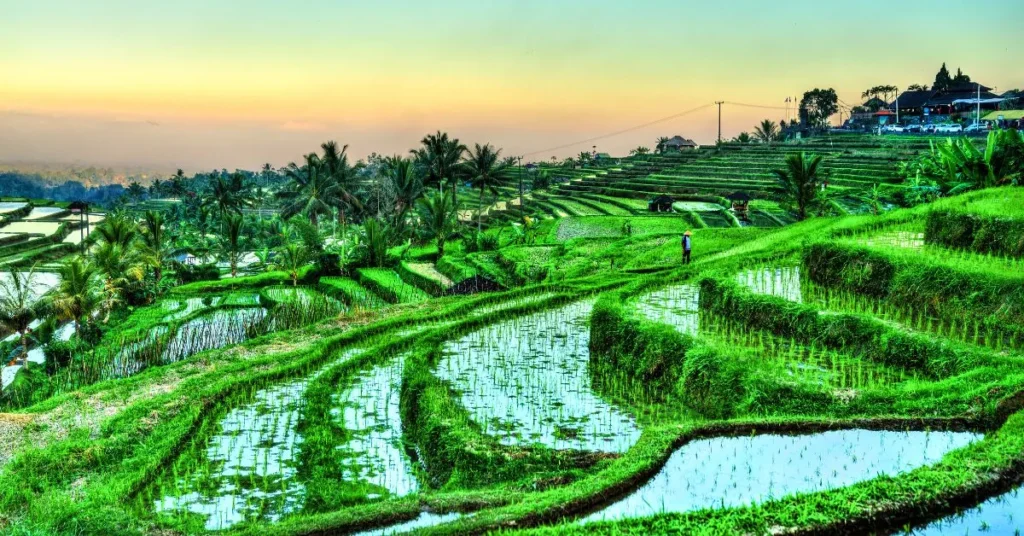 Jatiluwih Rice Terraces Bali