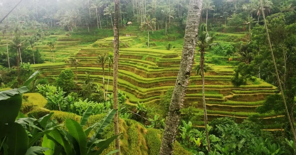 Tegallalang Rice Terraces, Bali