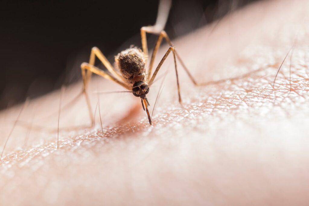 High Risk of Deadly Mosquito Virus EEE in Massachusetts