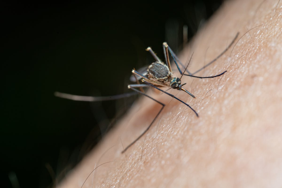 High Risk of the Deadly Mosquito Virus, Eastern Equine Encephalitis (EEE) in Massachusetts